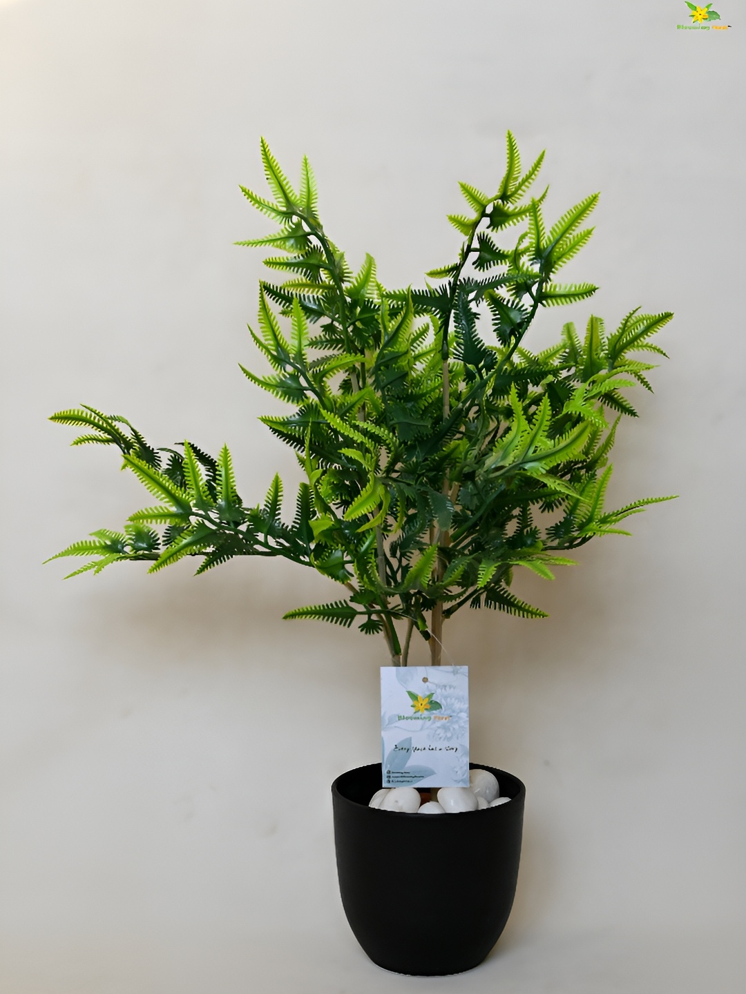 

Blooming Floret Green & Off White Fern Artificial Plant With Pot