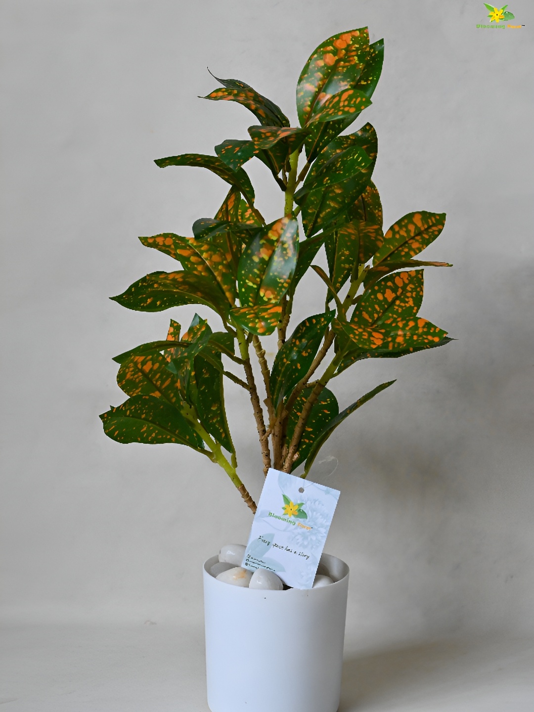 

Blooming Floret Green & Yellow Dracaena Artificial Plant With Pot
