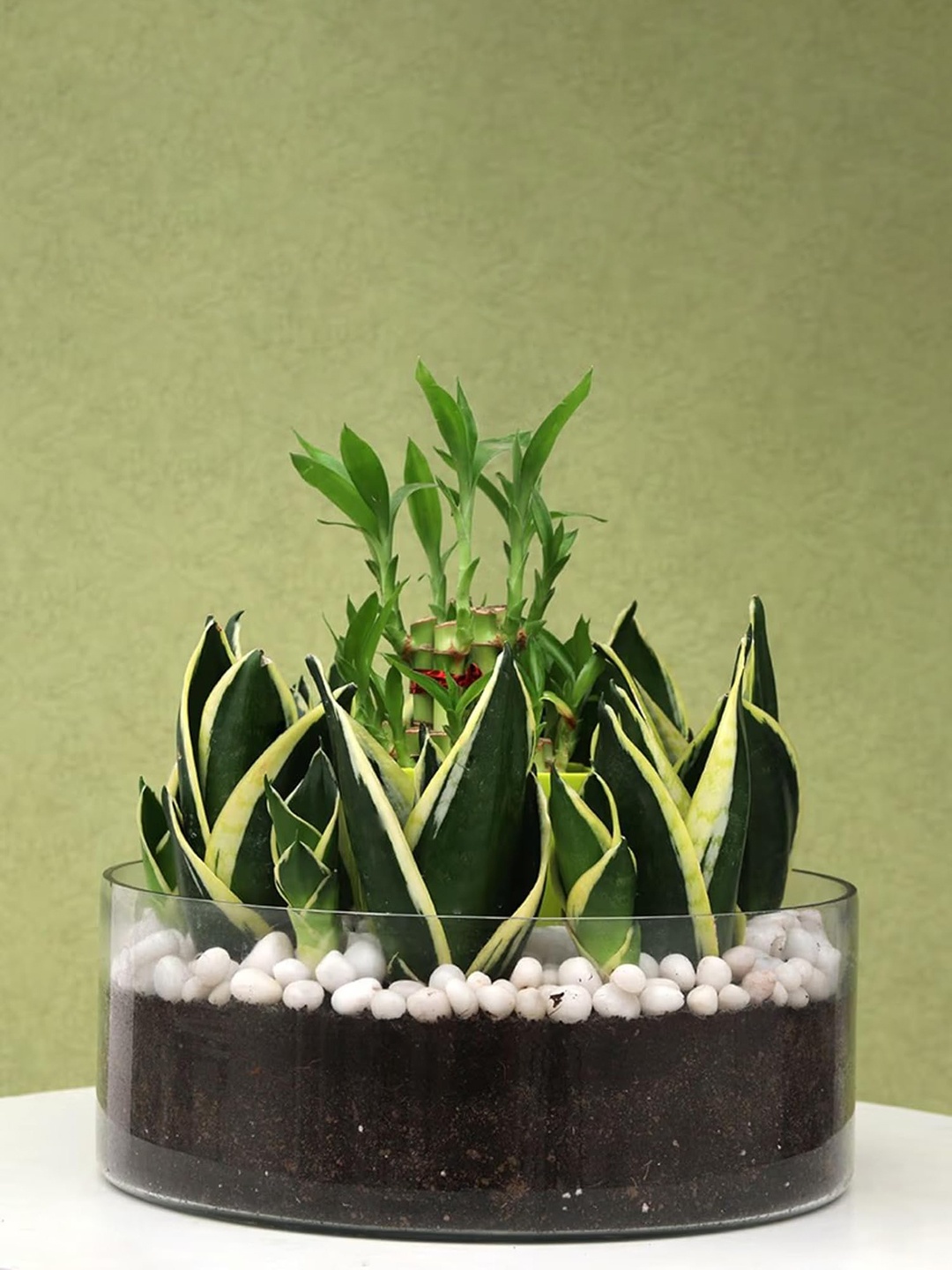 

Floweraura Air Purifying Live Sansevieria & 2 Layer Bamboo Terrarium Plants In Glass Pot, Green