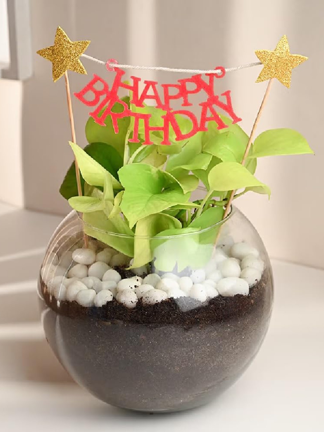 

Floweraura Air Purifying Money Live Terrarium Plant In Glass Pot With Topper, Green