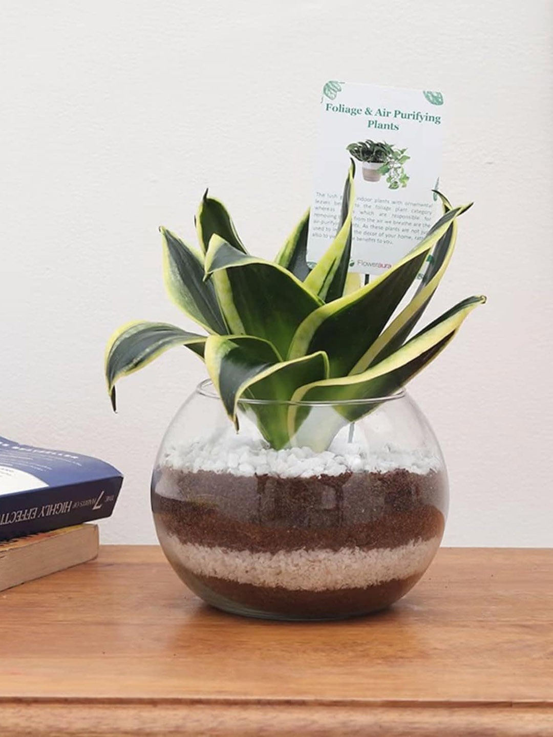 

Floweraura Air Purifying Live Pothos Terrarium Plant With Pebbles In Glass Pot, Green