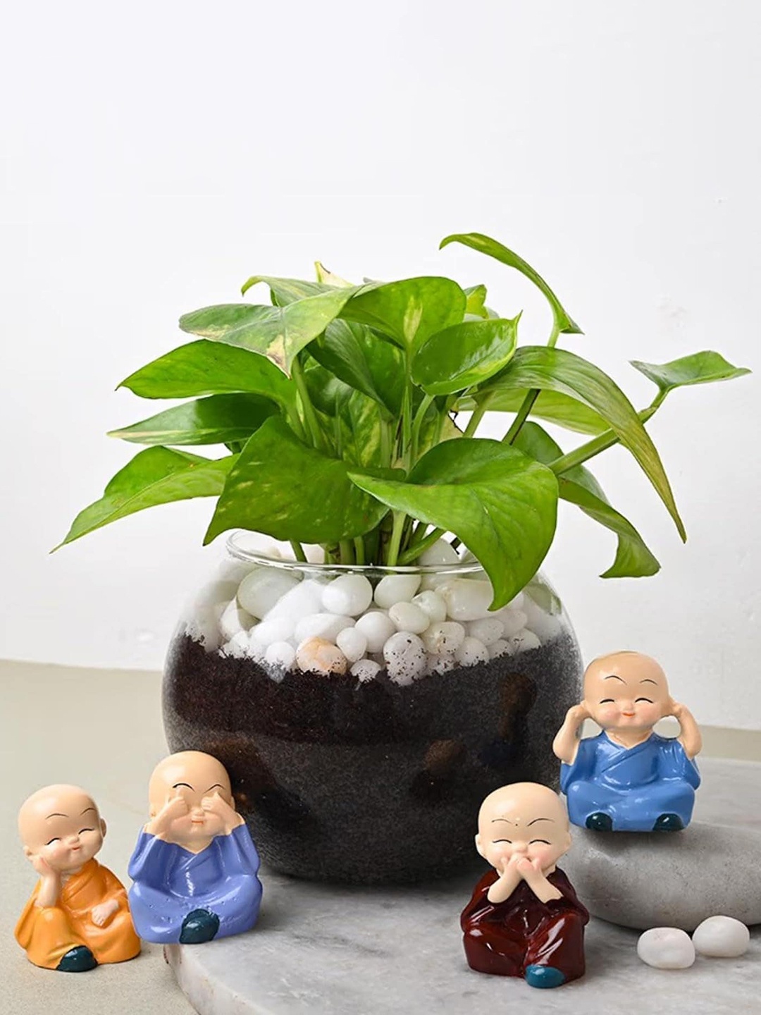 

Floweraura Air Purifying Money Live Terrarium Plant In Glass Pot With Set of 4 Buddha, Green