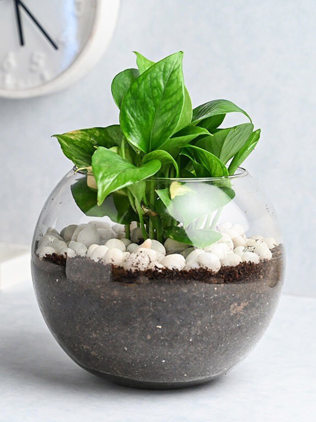 

Floweraura Air Purifying Money Live Terrarium Plant In Glass Pot, Green