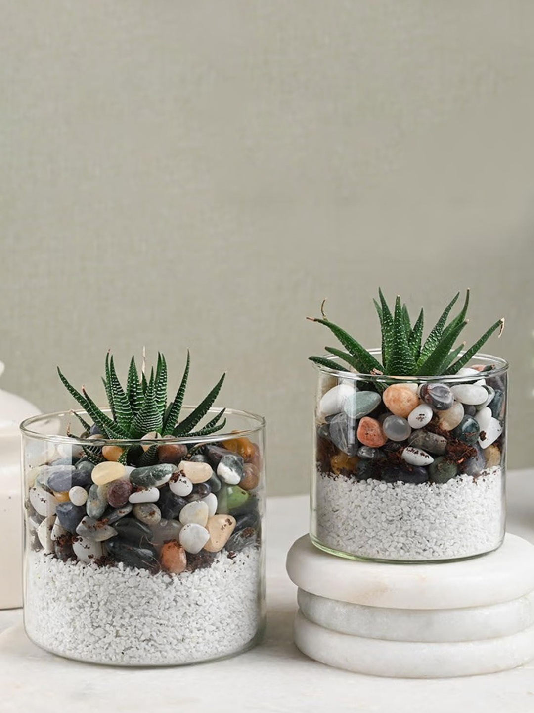 

Floweraura Green Haworthia Terrarium Plant With Pebbles In Glass Pot