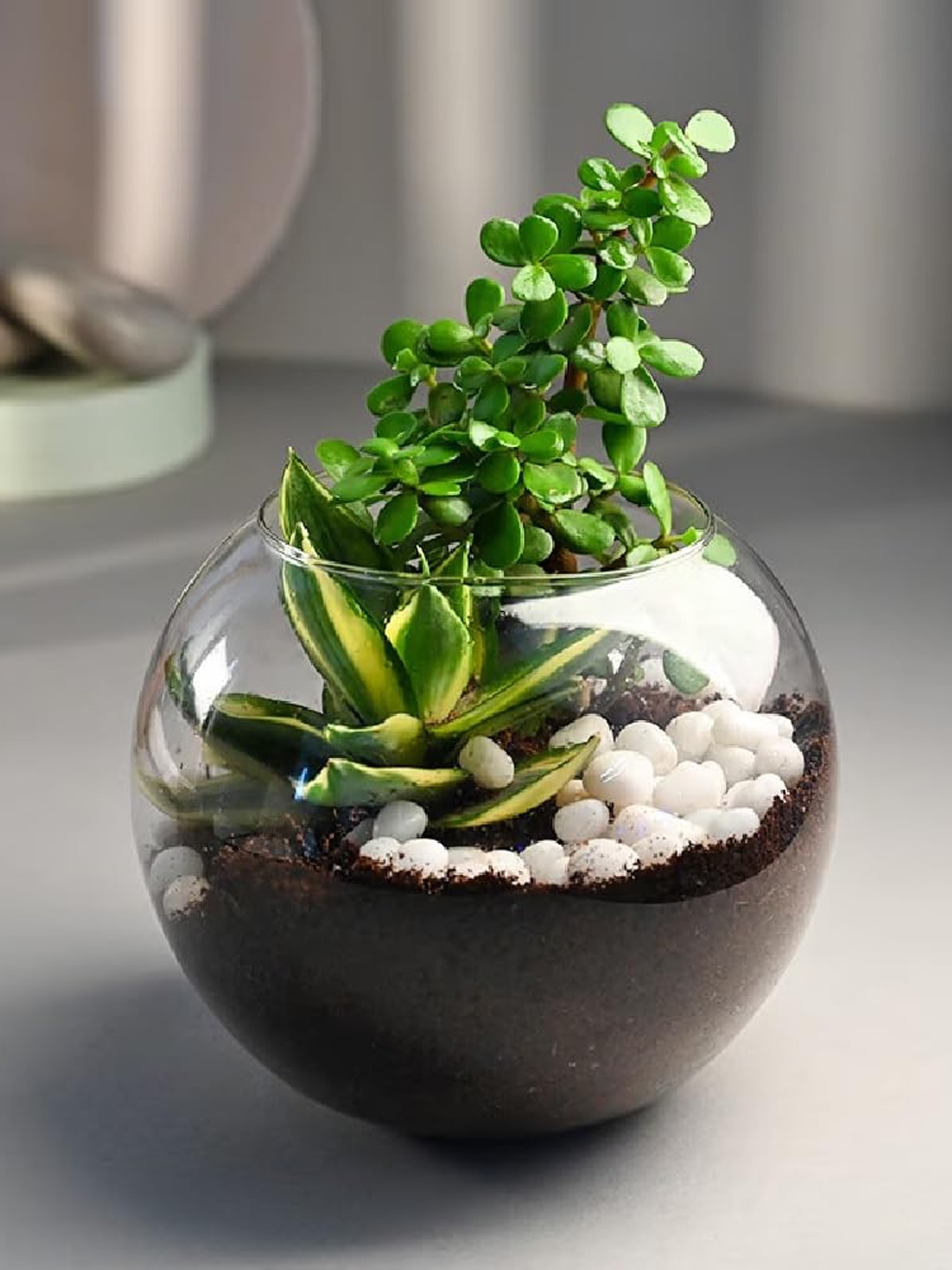 

Floweraura Air Purifying Jade & Sansevieria Live Terrarium Plants In Glass Pot, Green