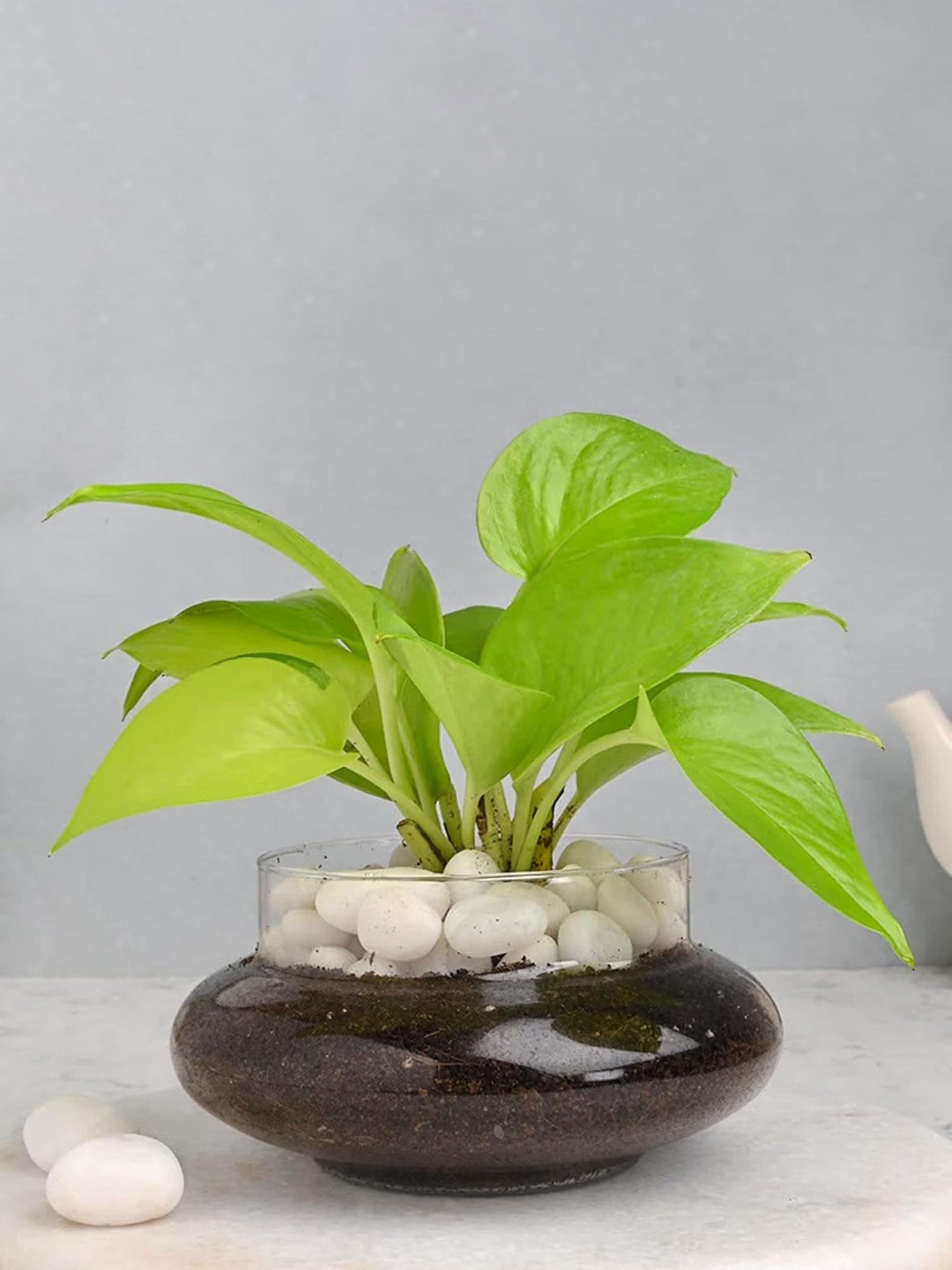

Floweraura Lucky Money Live Terrarium Plant In Potpourri Pot, Green