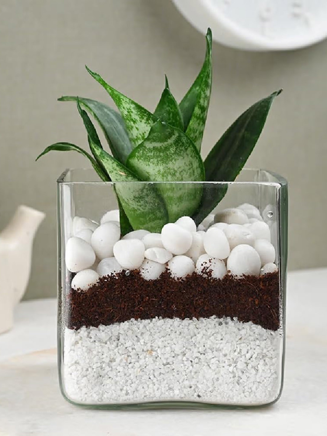 

Floweraura Air Purifying Sansevieria Snake Live Terrarium Plant In Glass Pot, Green