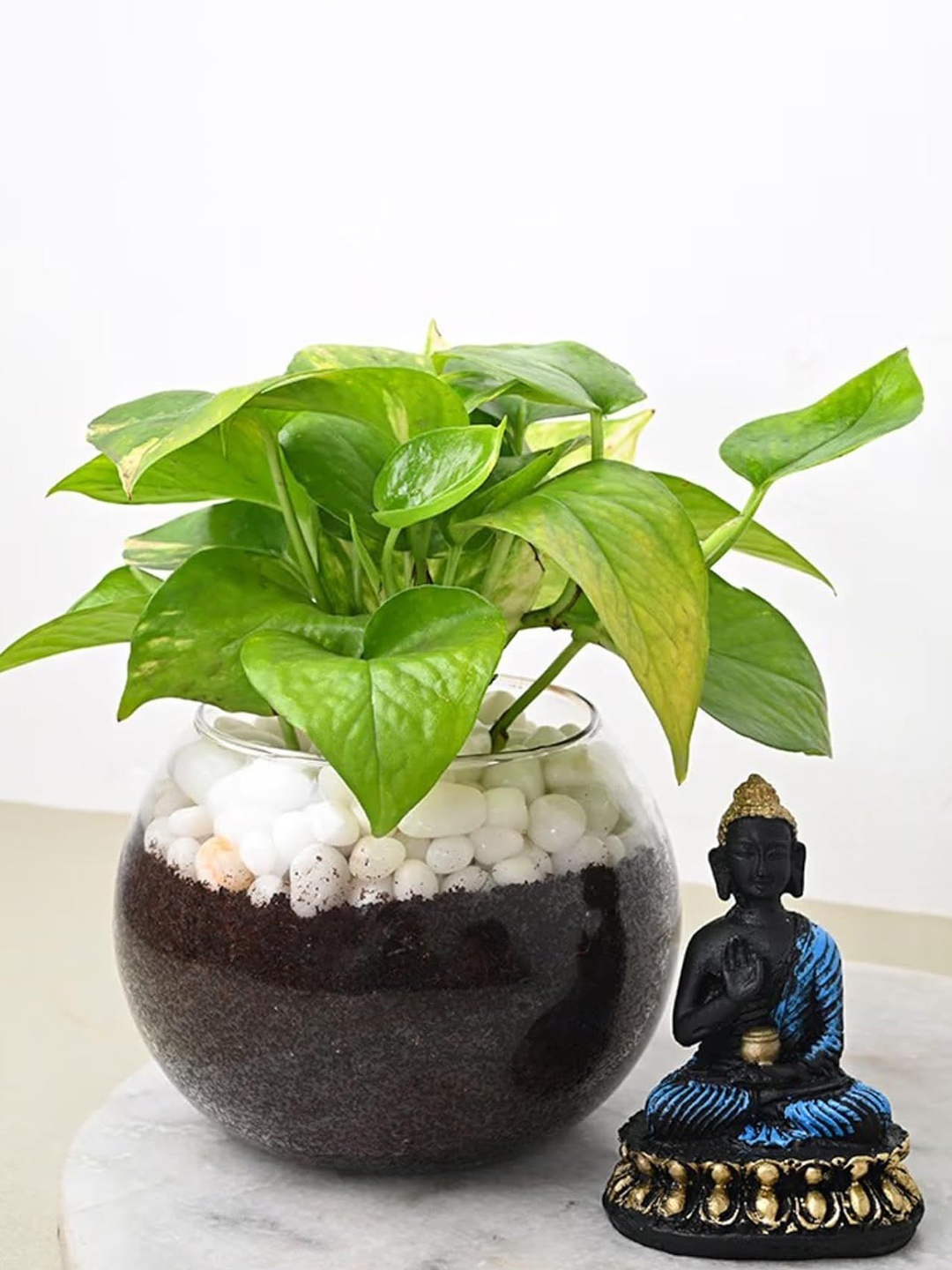 

Floweraura Indoor Money Plant With Glass Pot & Buddha Idol, Green