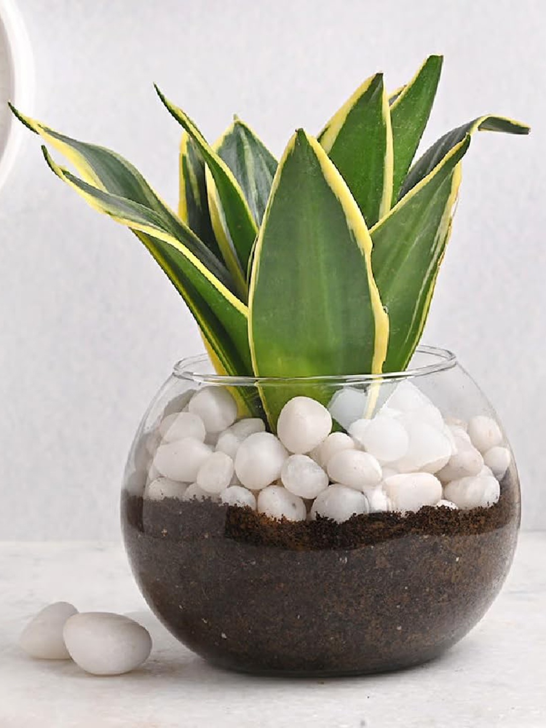 

Floweraura Indoor Snake Plant With Glass Pot, Green