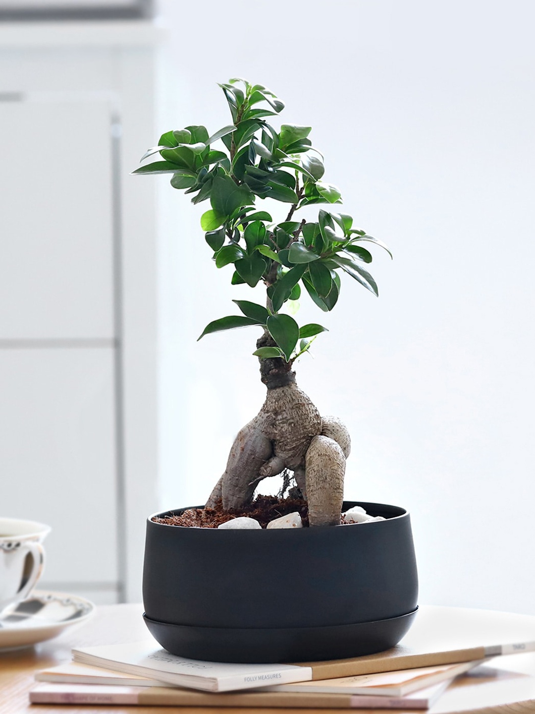 

IGP Indoor Ficus Microcarpa Bonsai With Metal Planter, Green