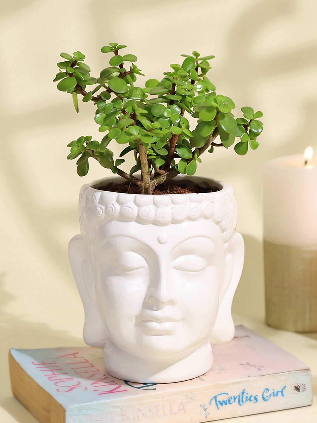 

IGP Indoor Jade Plant With Planter, White