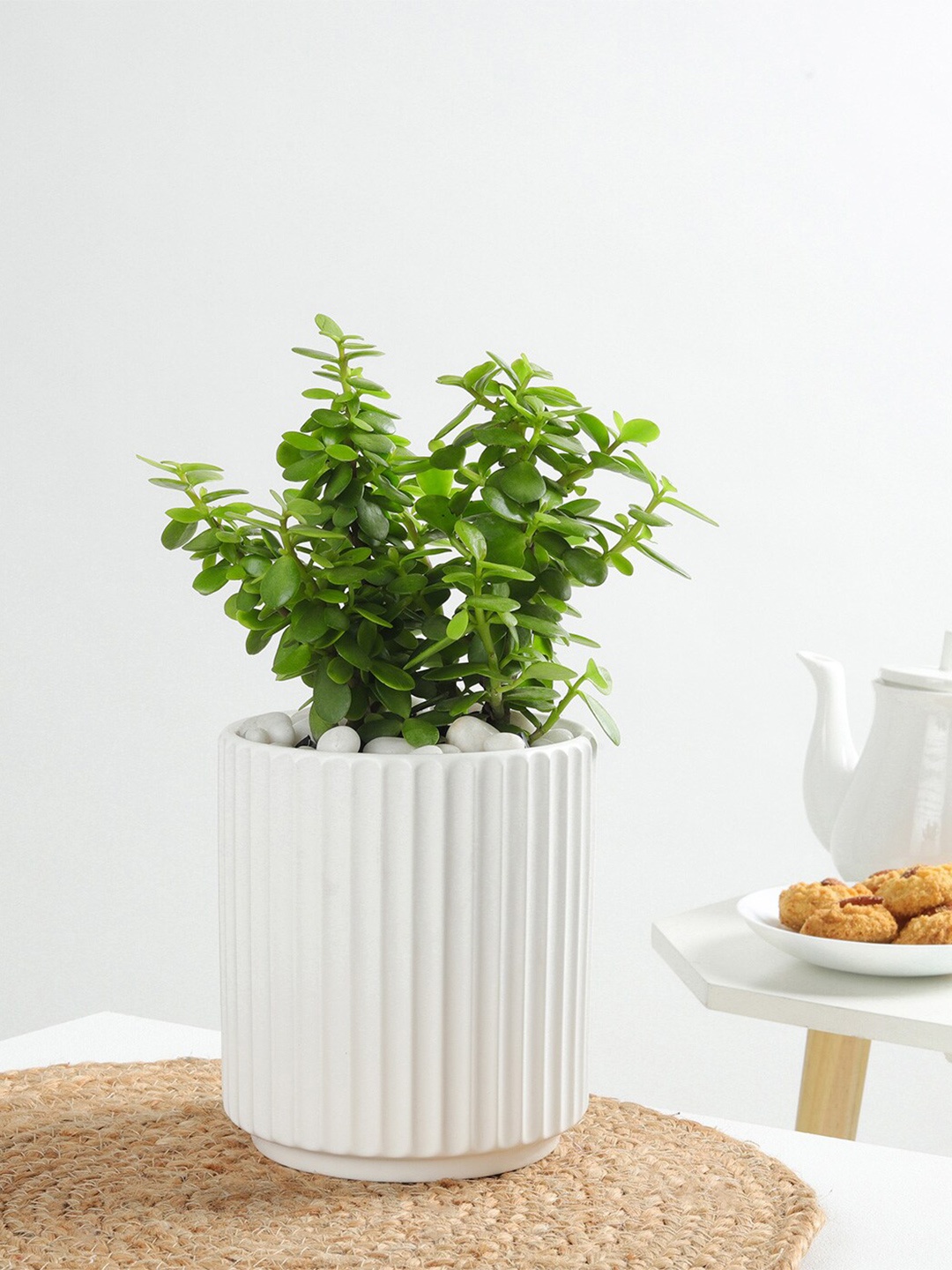 

IGP Indoor Jade Plant With Planter, Multi