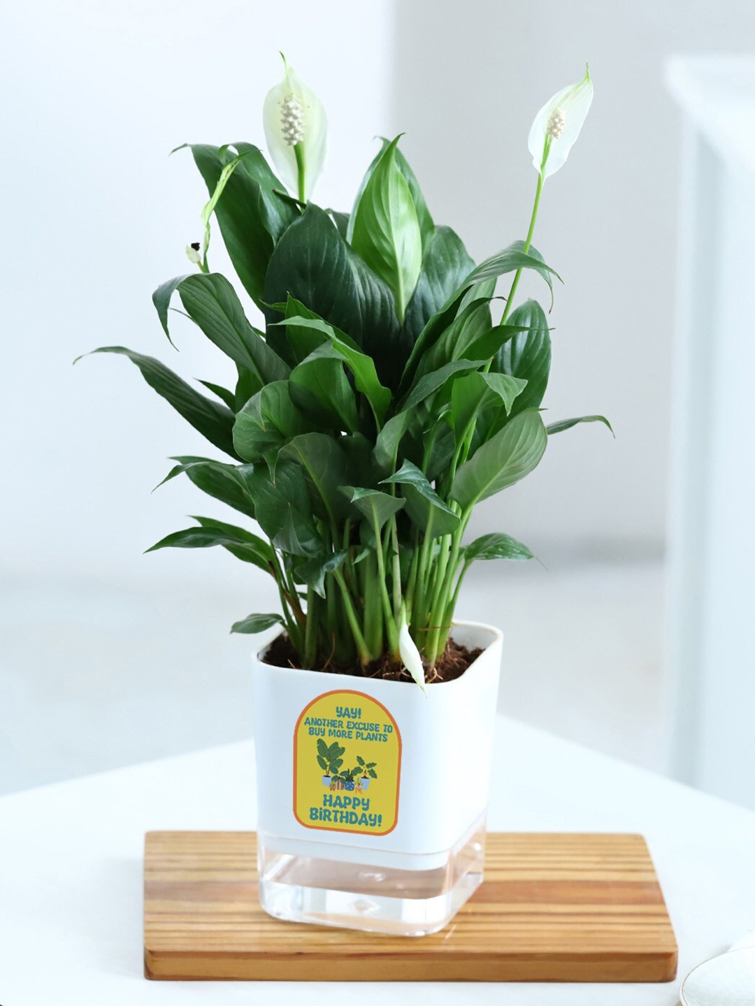 

IGP Indoor Peace Lily Plant With Self-Watering Planter, Green