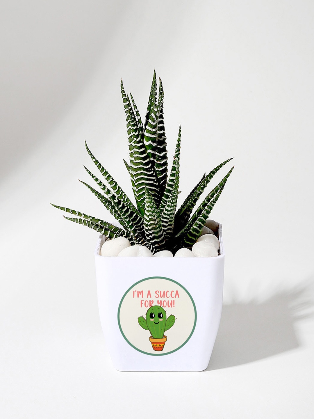 

IGP Indoor Haworthia Succulent With Pot, White