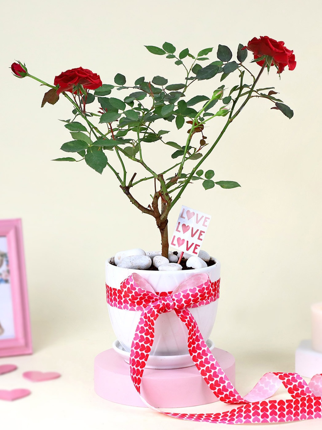 

IGP Indoor Kalanchoe Plant With Heart Planter, Green