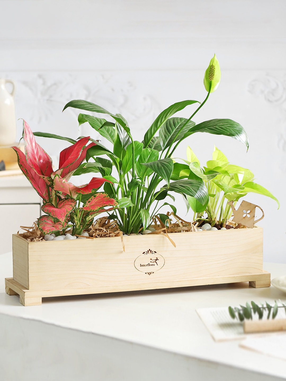 

Interflora Indoor 3 Plant With Planter- Aglaonema Pink Plant+ Peacelily Plant+ Money Plant, Green