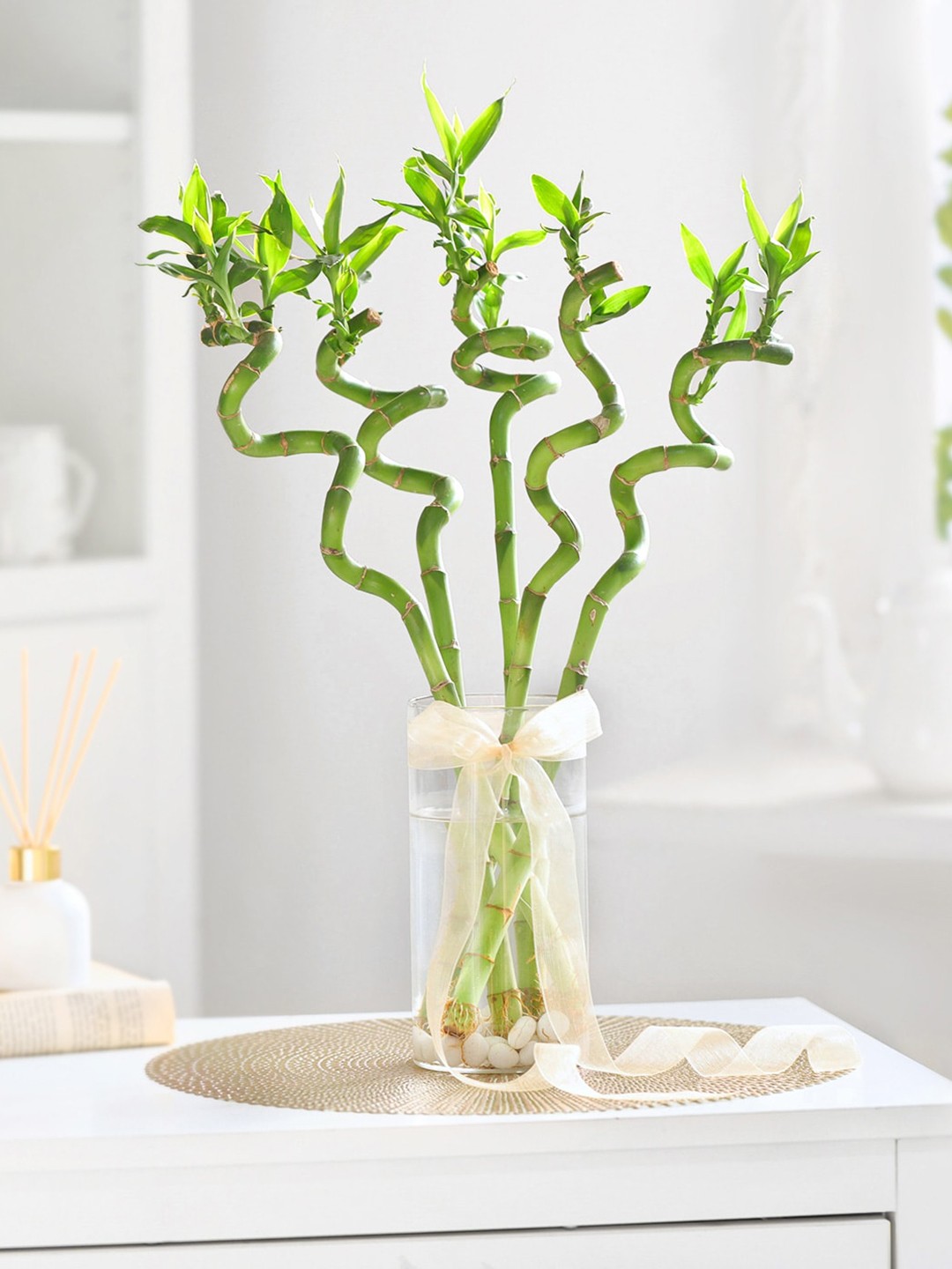 

IGP Green Tranquil Tales Plant With Pot
