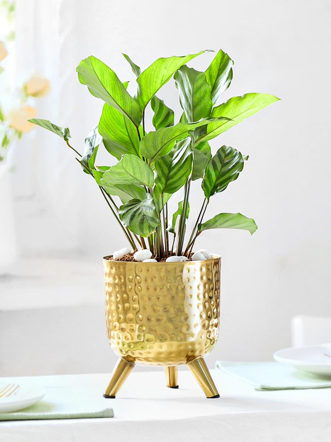 

IGP Indoor Rhythm of Calathea Plant With Metal Planter, Multi