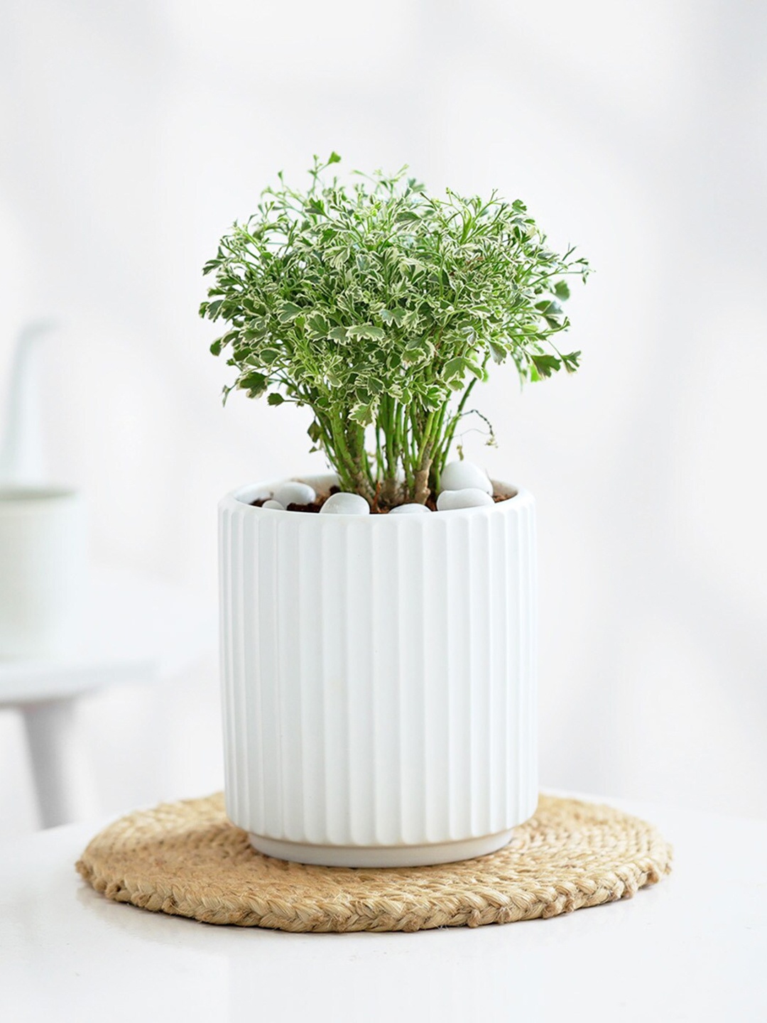 

IGP Indoor Aralia Plant With Ribbed Planter, Green