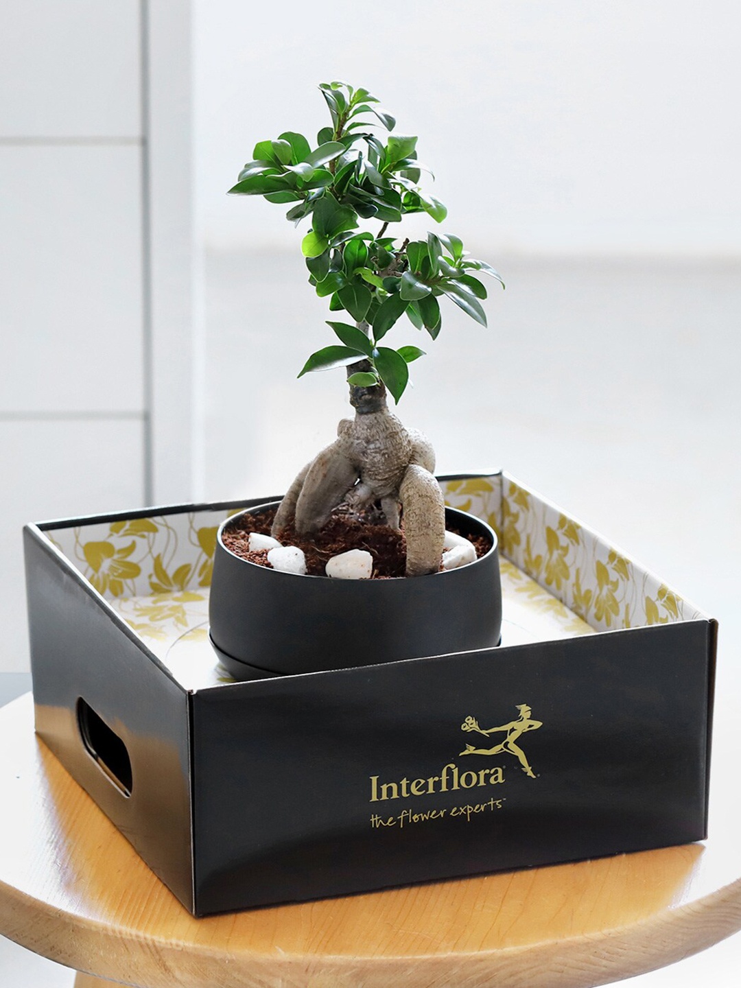 

IGP Indoor Zen Plant With Metal Planter, Green