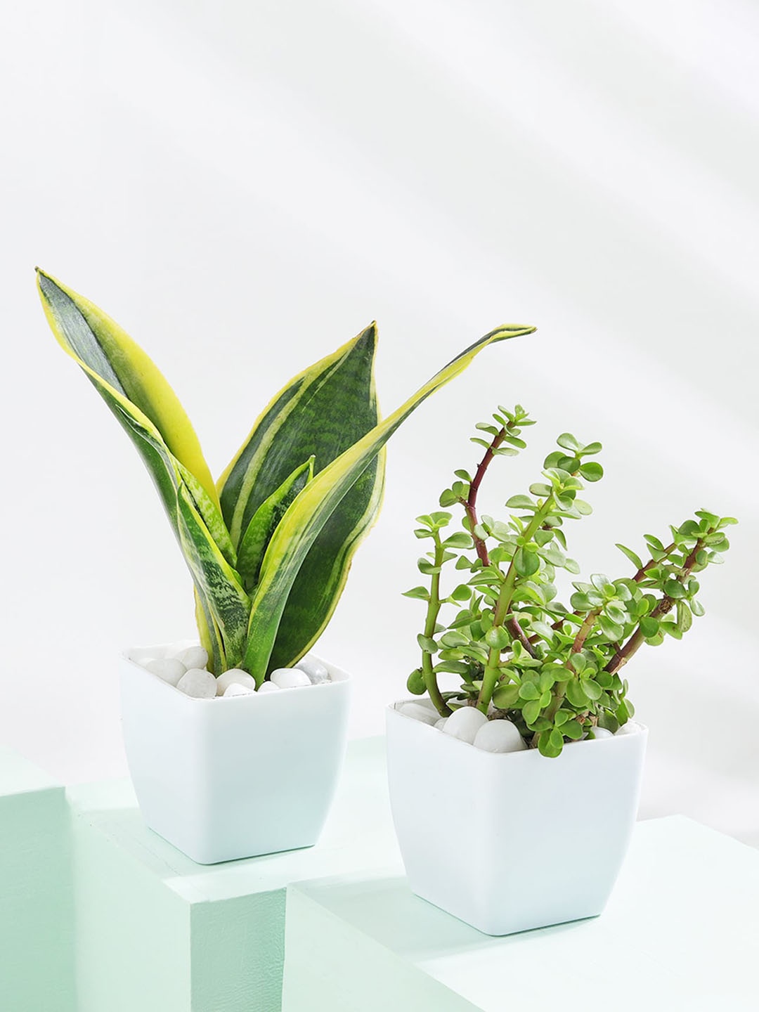 

IGP Green 2 Pieces Tranquil Harmony - Snake And Jade Plant With Pot
