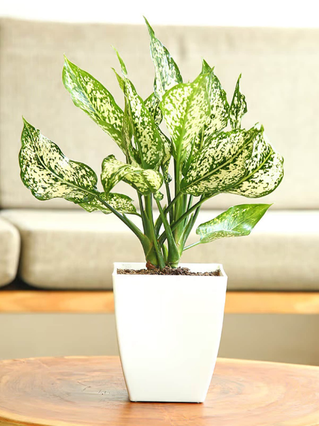 

Floweraura Green & White Aglaonema Foliage Airpurifying Live Indoor Plant With Pot