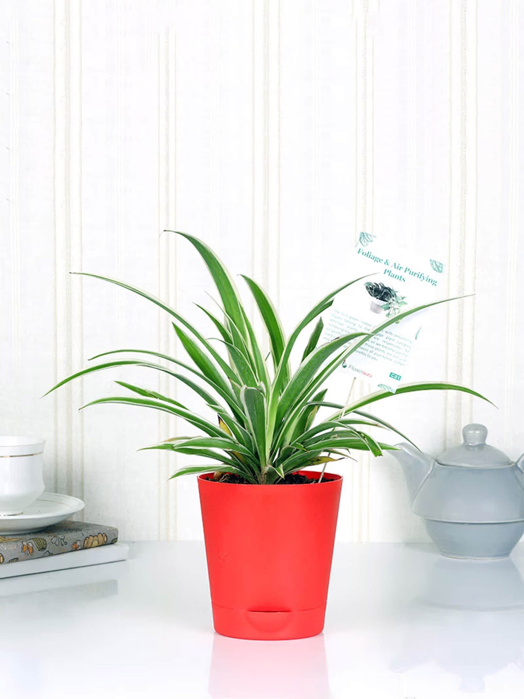 

Floweraura Green & Red Air Purifying Good Luck Spider Live Indoor Plant In Tapper Pot