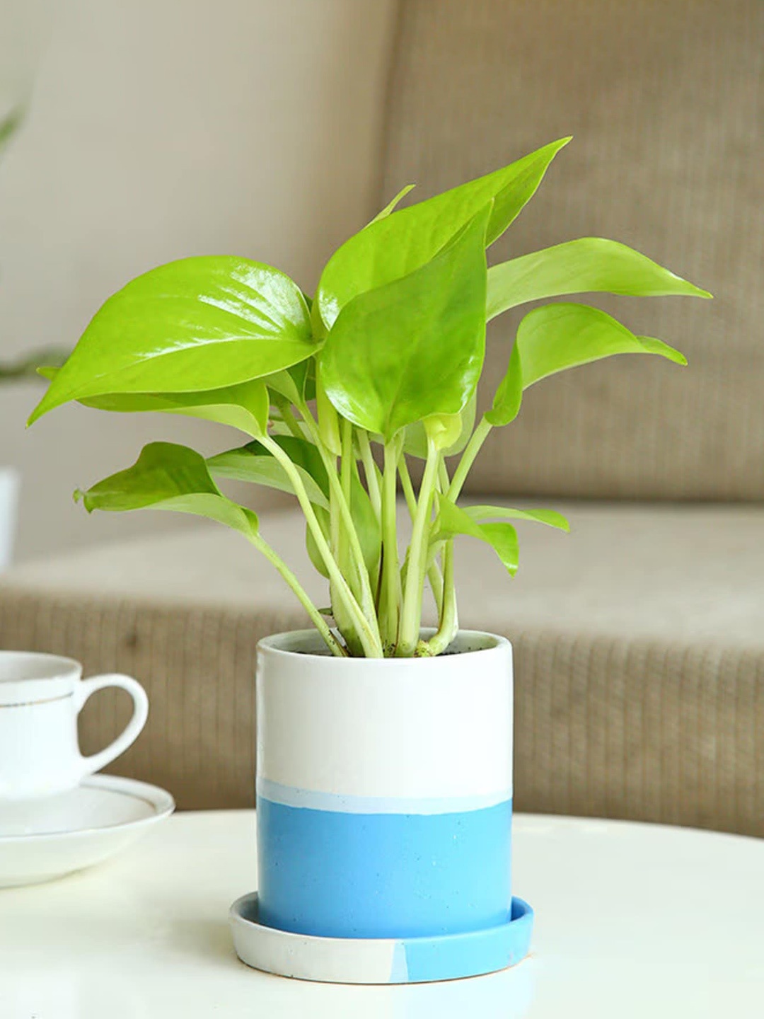 

Floweraura Green & White Magnificent Money Live Indoor Plant With Decorative Ceramic Vase