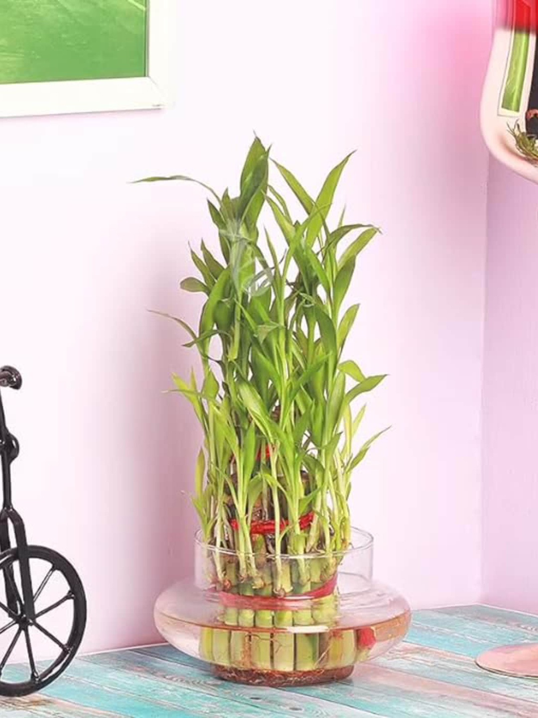 

Floweraura Green Three Layer Good Lucky Bamboo Indoor Plant With Round Shape Glass Pot