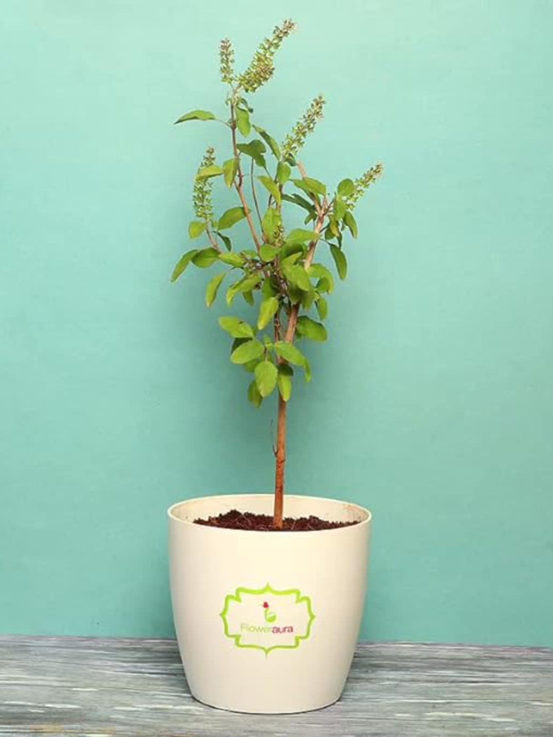 

Floweraura Green Decorative Tulsi Live Indoor Plant