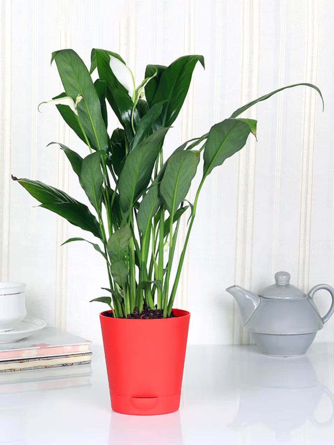 

Floweraura Green & Red Airpurifying Peace Lily Indoor Live Plant In Self Watering Vase