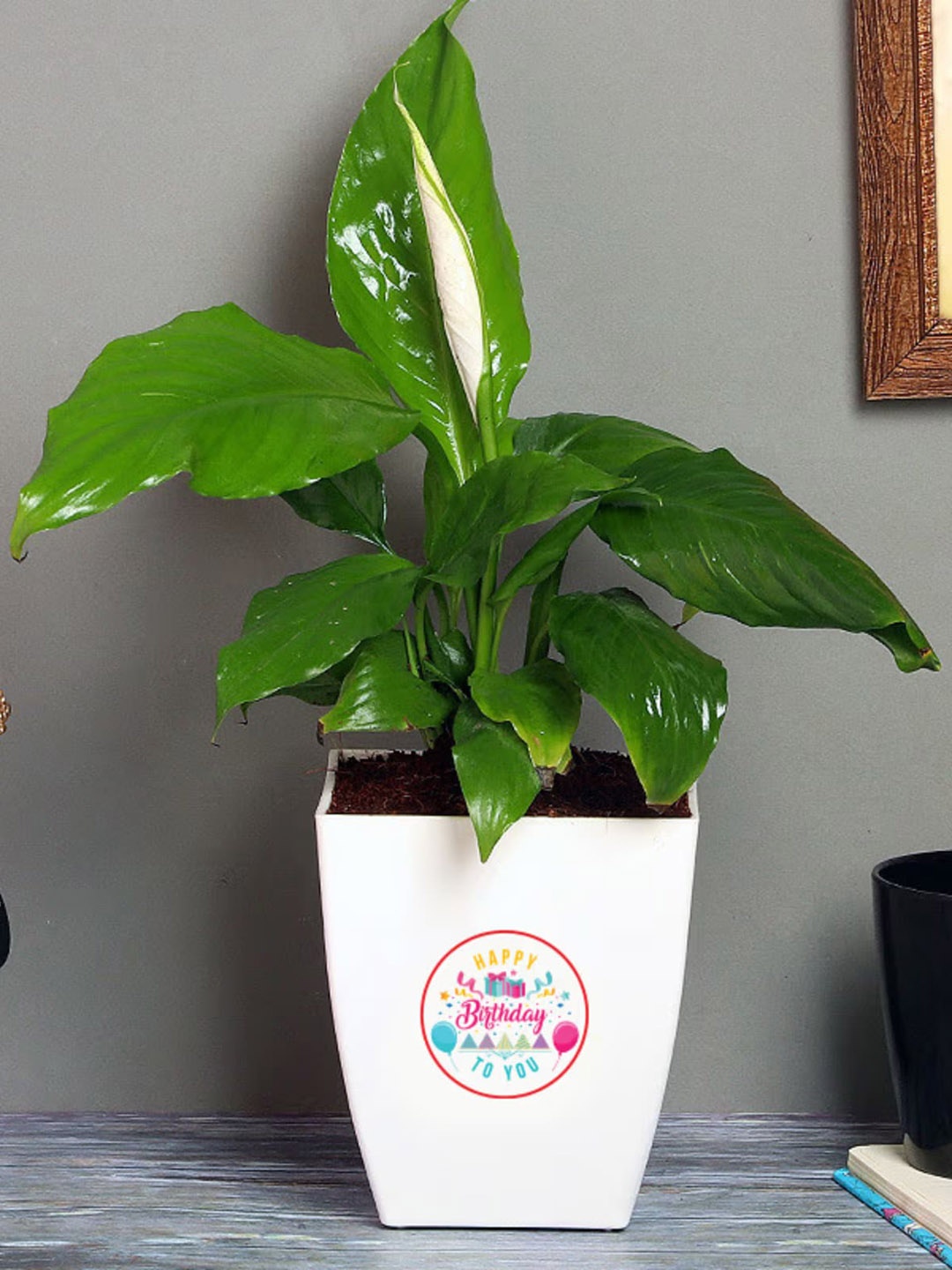 

Floweraura Green Air Purifying Peace Lily Live Indoor Plant In Pot