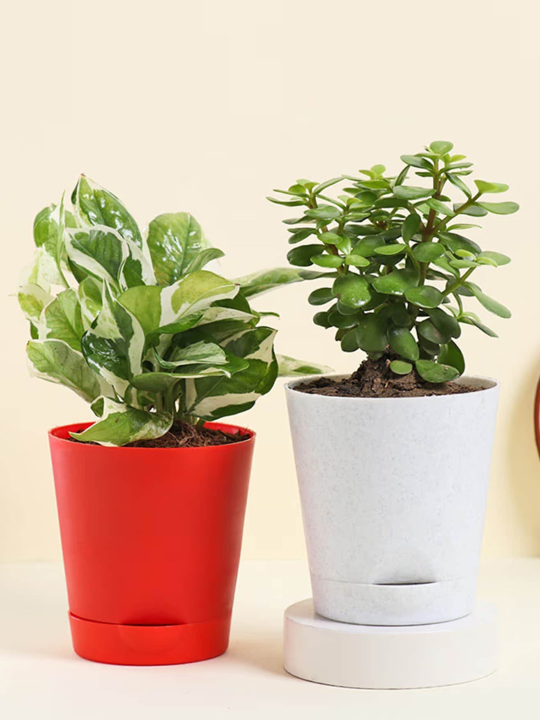 

Floweraura Green 2 Pcs Air Purify Jade Plant Pothos Plant Live Indoor Plants in Pots