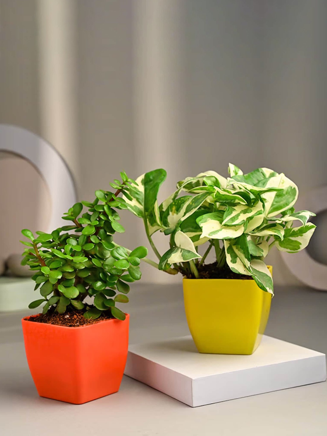 

Floweraura Green 2 Pieces Airpurifying Jade & Pothos Live Indoor Plant With Pot