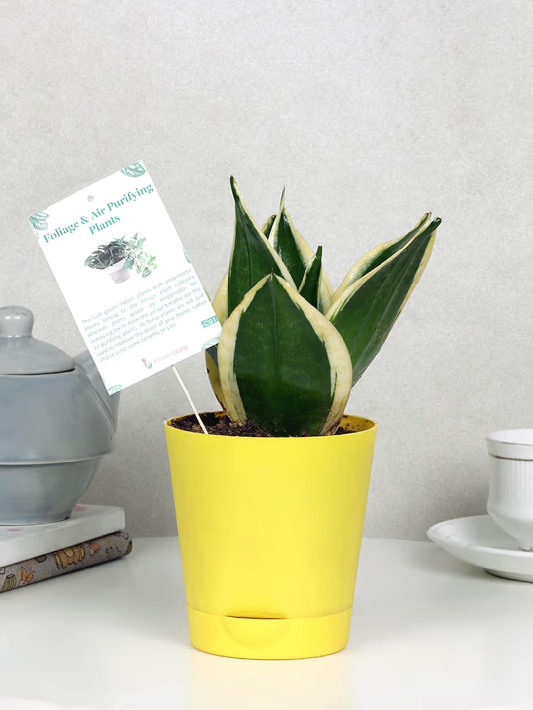 

Floweraura Green Sansevieria Live Indoor Plant In Tapper Self Watering Vase Pot