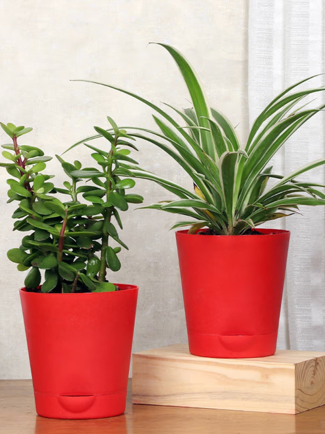 

Floweraura Green 2 Pieces Air Purifying Spider Jade Live Plant in Watering Vase