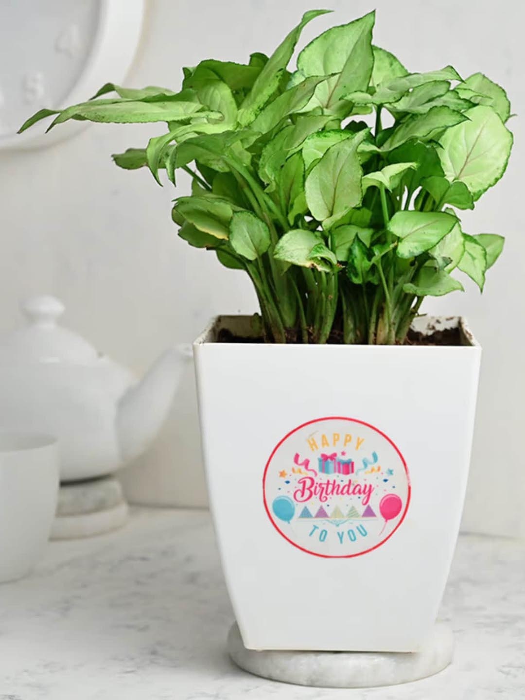 

Floweraura Green Syngonium Airpurifying Foliage Live Indoor Plant With Pot Vase