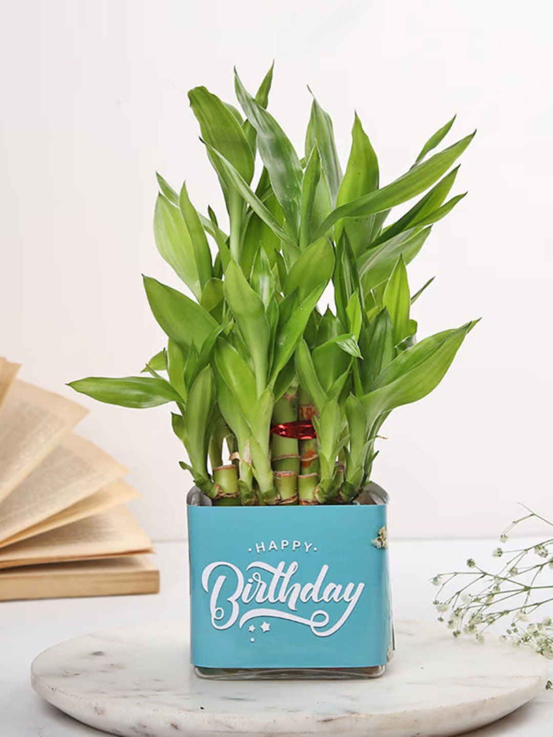 

Floweraura Green Air Purifying Lucky 2 Layer Bamboo Live Indoor Plant In Glass Pot