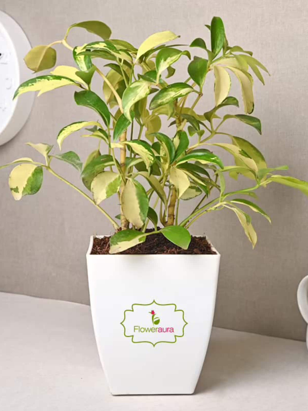 

Floweraura Green Air Purifying Schefflera Foliage Live Indoor Plant With Pot
