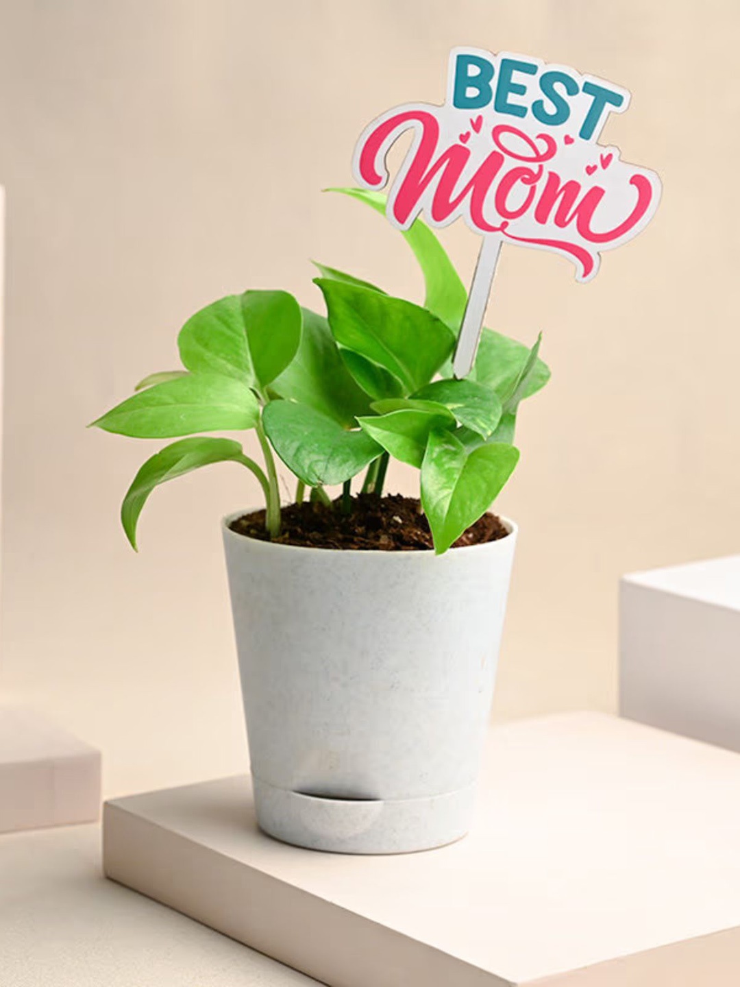 

Floweraura Green & White Air Purifying Lucky Money Live Indoor Plant In Pot With Topper