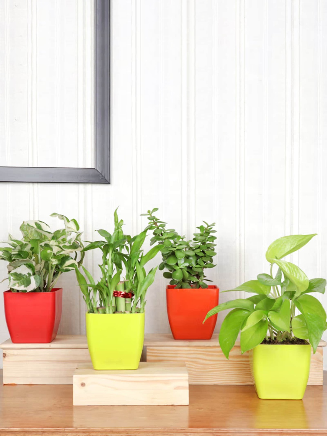 

Floweraura Green 3 Pieces Money Pothos & Lucky Bamboo & Jade Plant Live Plant