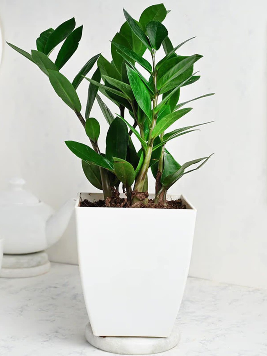 

Floweraura Green Zamia Airpurifying Foliage Live Indoor Plant With Pot Vase