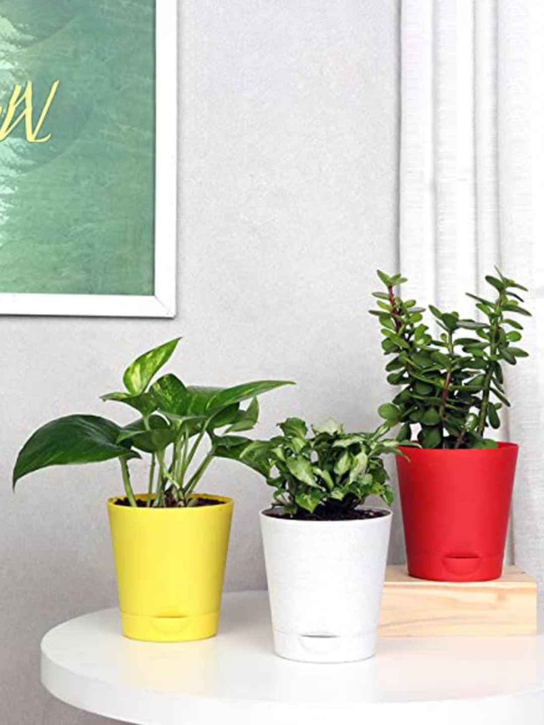 

Floweraura Green 3 Pcs Syngonium Plant Jade Plant Lucky Money Live Indoor Plants In Pots