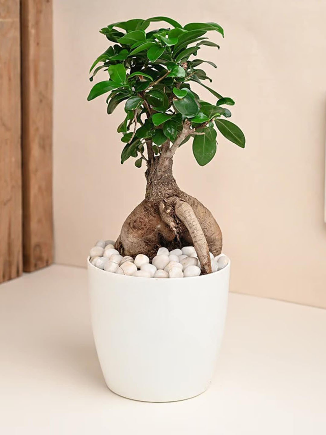 

Floweraura Green & White Airpurifying Foliage Ficus Bonsai Live Indoor Plant With Pot