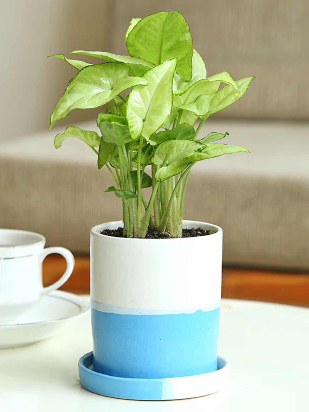 

Floweraura Green Decorative Syngonium Mini Live Indoor Plants In Ceramic Pot With Tray