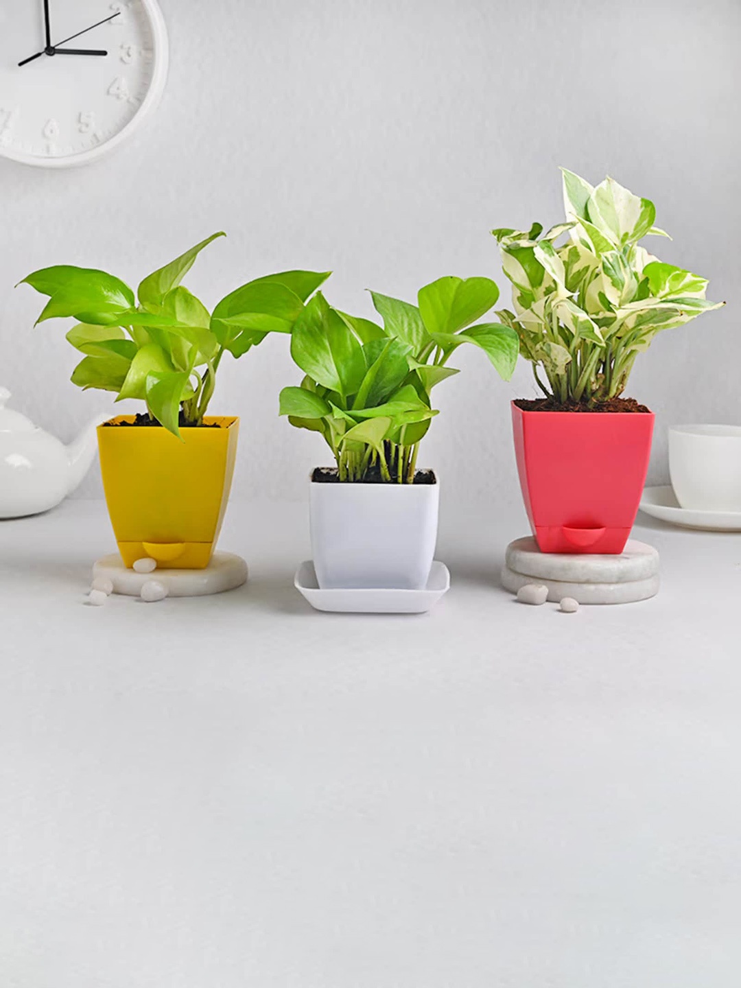 

Floweraura Green 3 Pcs Golden Money Plant Money Plant & Pothos Plant Indoor Plants