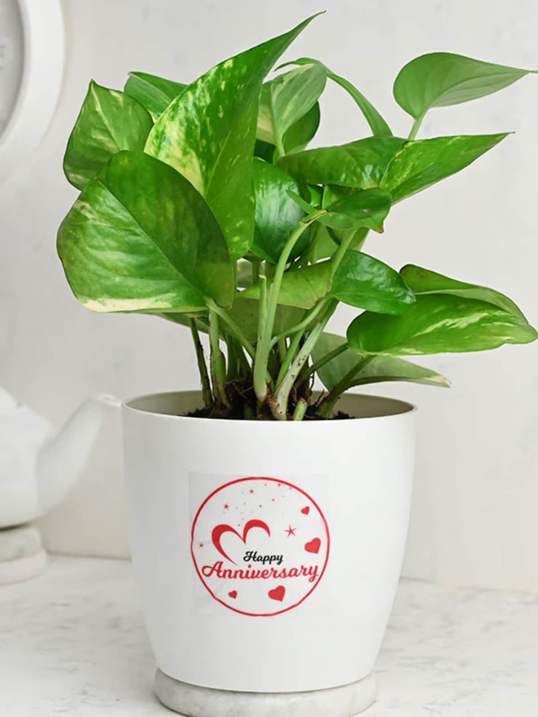 

Floweraura Green Air Purifying Lucky Money Live Indoor Plant In Pot