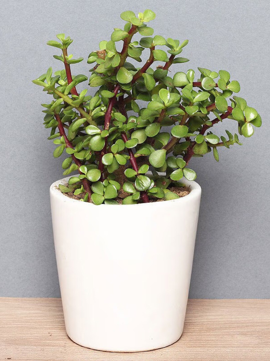 

Floweraura Green & White Jade Airpurifying Live Indoor Plant With Conical Ceramic Vase Pot