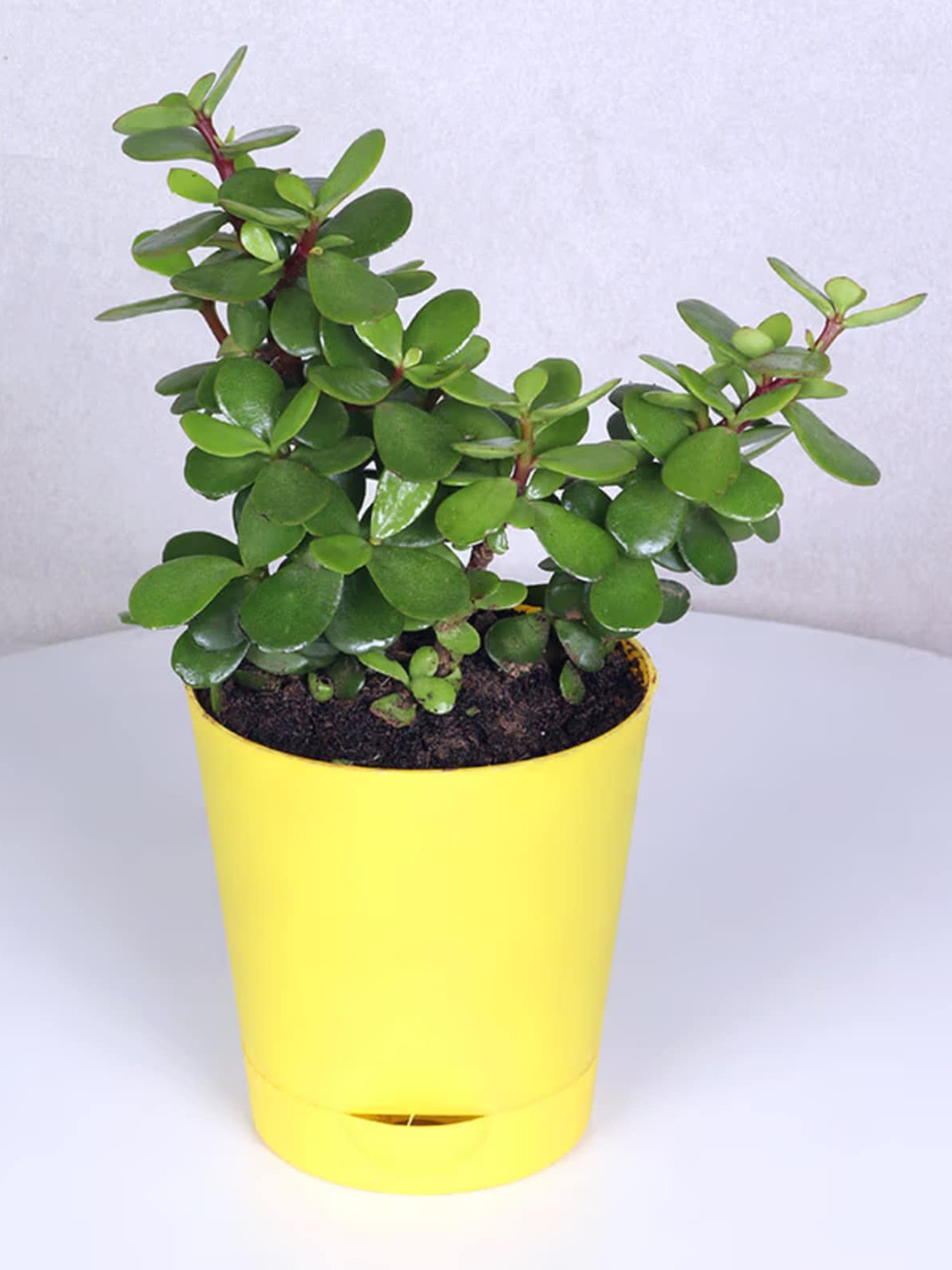 

Floweraura Green & Yellow Air purifying Jade Indoor Live Plant In Tapper Self Watering Pot