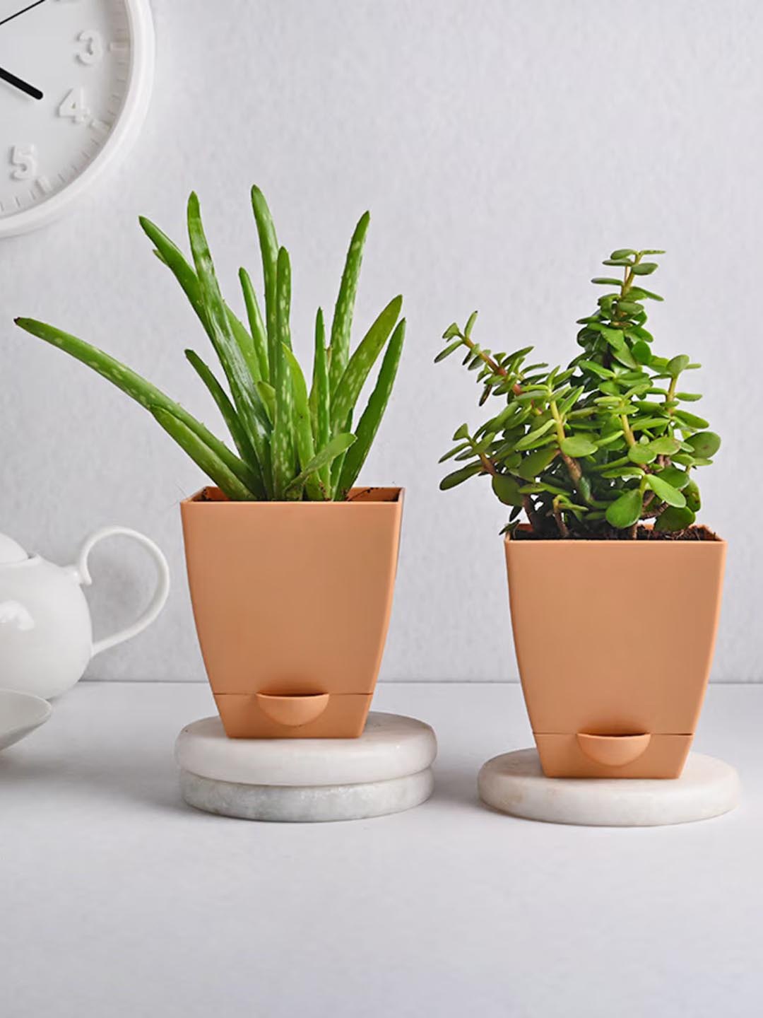 

Floweraura Green 2 Pcs Airpurifying Jade & AloeVera Live Indoor Plants With Pots
